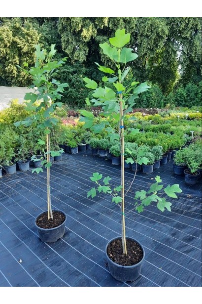 Тюльпановое дерево - 7,5л/вис.150-170см/Ø25-35см/